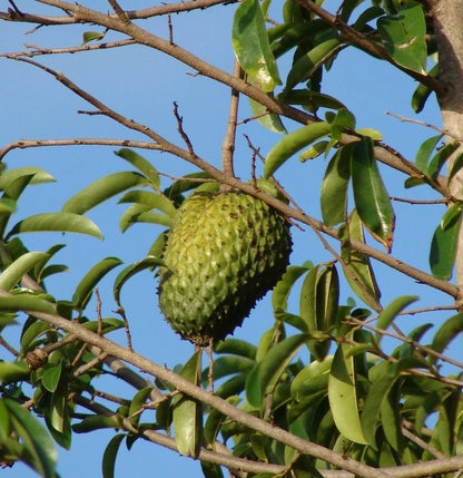 Bulk Tainung Soursop Seeds (Annona muricata 'Tainung') – 100+ Premium Fresh Rare Sweet Guanabana Seeds for Planting