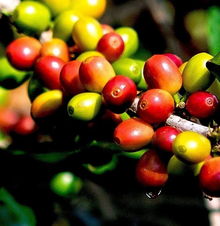 Bergendal Typica Sumatra Coffee Seeds (Coffea arabica) – 120+ Premium Coffee Beans