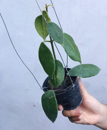 Hoya Madulidii SP Papua Rare Tropical Wax Plant (Papuan Endemic Epiphytic Vine Specimen) – Premium Botanical Houseplant Seeds & Cuttings for Growing