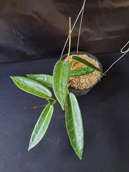 Hoya Stenophylla Dark SP Papua Rare Tropical Plant (Dark-Leaved Epiphytic Wax Vine Specimen) – Premium Botanical Houseplant Seeds & Cuttings for Growing