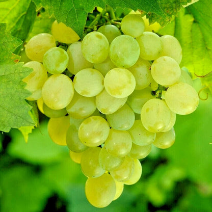 2,000+ Perlette Table Grape Seeds (Vitis vinifera var. 'Perlette') – Premium Seedless-Type White Table Grape Vine & Commercial Vineyard Seeds for Planting