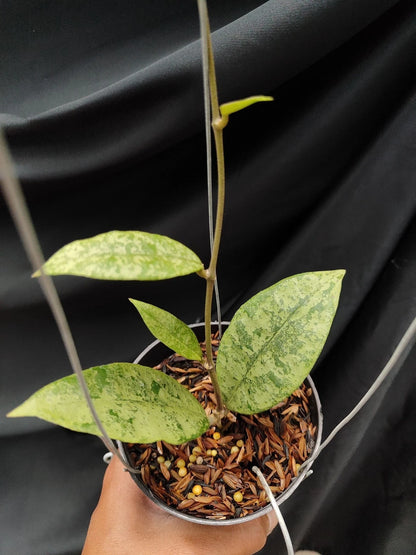 Hoya Finlaysonii Panggha Silver Rare Wax Plant | Tropical Indoor Outdoor Hoya | Collector Houseplant