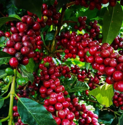 Certified San Ramon Coffee Seeds (Coffea sp.) – Rare Dwarf Bourbon-Type Coffee Bean Seeds for Planting (120+ Pcs)