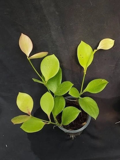 Hoya anulata (sp. Papua) – Rare Tropical Wax Plant