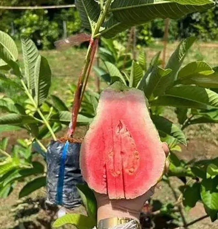Red Guava Seeds 250+ pcs (Psidium guajava 'Diamond') – Premium Certified Diamond Red Guava Fruit Tree Plant Seeds for Planting