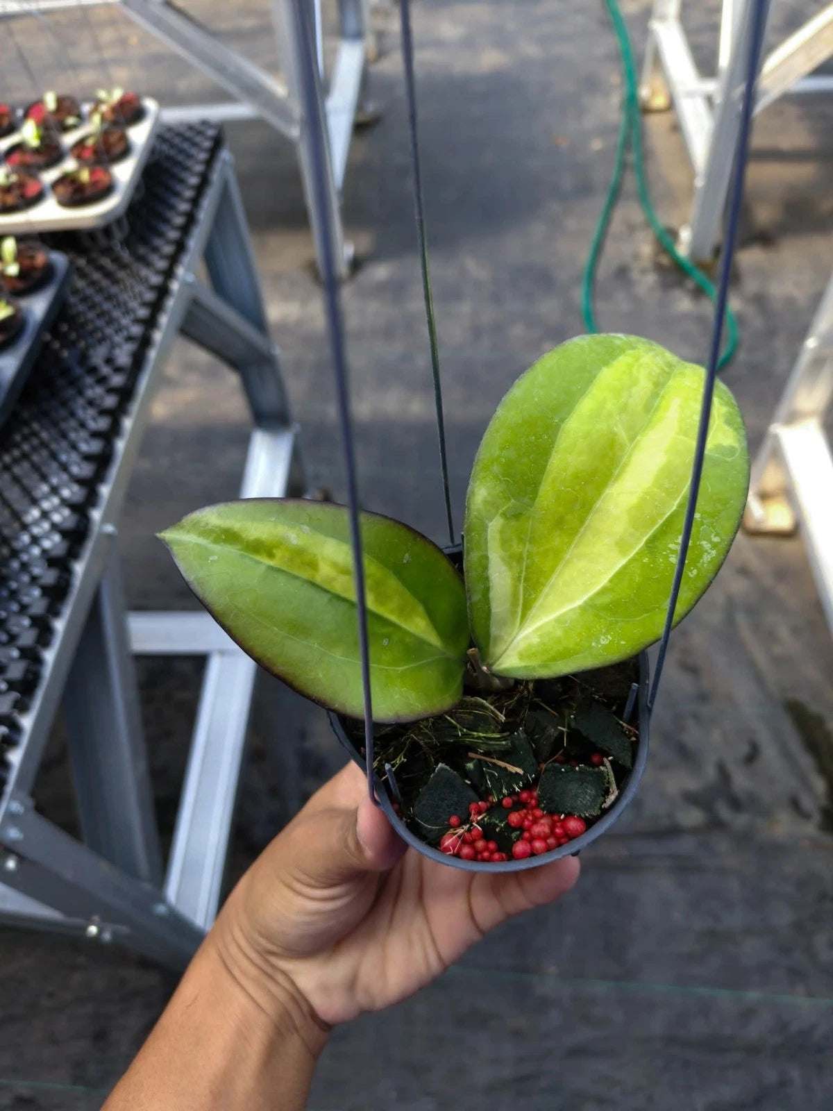 Hoya Cinnamomifolia Variegated | Rare Variegated Hoya Wax Plant | Tropical Indoor Outdoor Houseplant