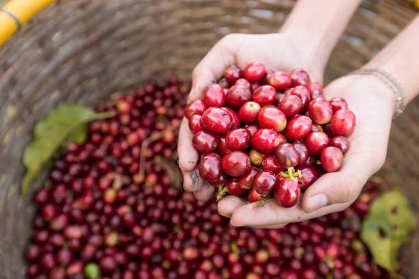 Green Tip Gesha Coffee Seeds (120+ Bulk Seeds, Coffea arabica var. Geisha) – Legendary Panamanian Award-Winning Gourmet Coffee Bean Plant Seeds for Planting