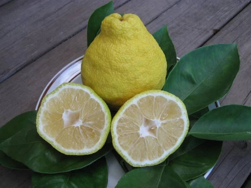 Sanbokan Orange Seeds (Citrus sulcata / 100+ Premium Japanese Sweet Citrus Fruit Seeds) – Premium Exotic Botanical Specimen Plant Seeds for Planting