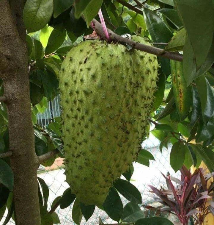 100+ 'Nigerian' Soursop Seeds (Annona muricata) – Elite West African Genetic Stock (Collectors Quality)
