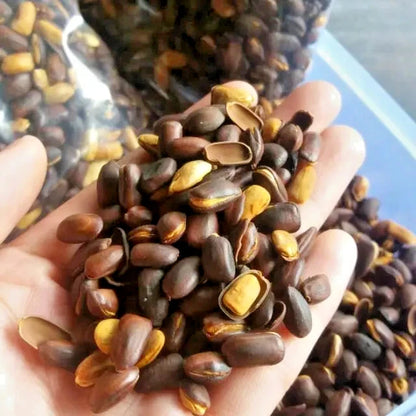 100+ Trembesi Rain Tree Seeds (Samanea saman) – Fast-Growing Shade & Timber Tree Certified Specimen Seeds for Planting