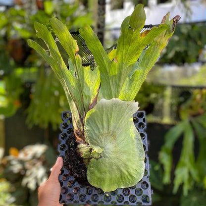 Platycerium wandae - Majestic & Rare Giant Staghorn Fern
