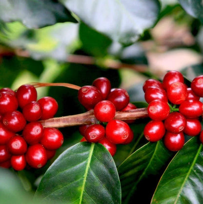 Caturra Red Coffee Seeds (Coffea arabica var. Caturra) – Premium Certified Heirloom Specialty Bourbon Mutation Coffee Bean Seeds for Planting (120 Pcs)