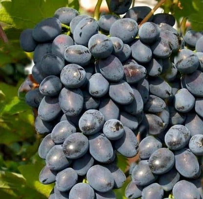 GosV Grape Seeds (Vitis vinifera / 100+ Premium Specialty Table Grape Seeds) – Premium Exotic Botanical Specimen Plant Seeds for Planting