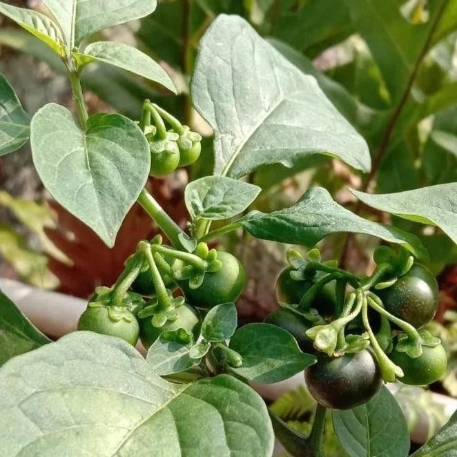 Leunca Black Nightshade Seeds (Solanum nigrum) – 2.000++ Premium Fresh Indonesian Leunca / Ranti Berry Seeds for Planting