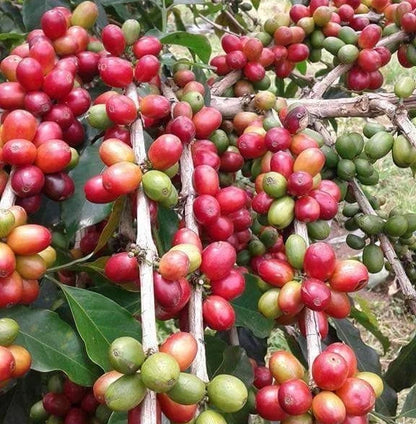 Kalosi Enrekang Coffee (Coffea sp.) – 120+ Premium Seeds