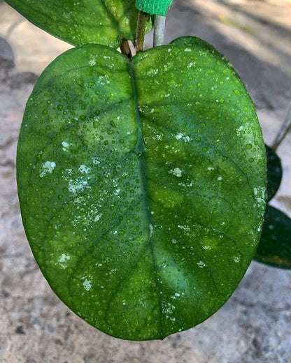 Hoya bonii 'Round Leaf' – Rare Tropical Wax Plant