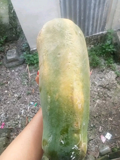 Bangkok Papaya Seeds (Carica papaya L.) – 150++ Premium Fresh Big-Size Giant Thai Papaya Seeds