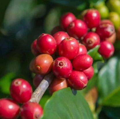 Parainema Coffee Seeds (Coffea arabica var. Parainema) – Premium Certified Disease-Resistant Specialty Gourmet Coffee Bean Seeds for Planting (120 Pcs)