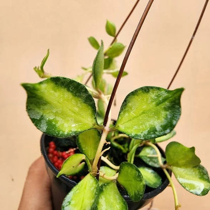 Hoya curtisii 'Variegated' – Rare Tropical Wax Plant
