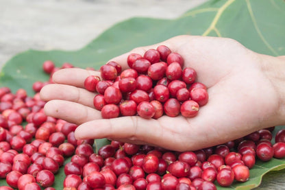 TimTim Coffee Seeds (120+ Bulk Seeds, Coffea arabica hybrid TimTim) – Premium Indonesian Specialty Coffee Plant Seeds for Planting