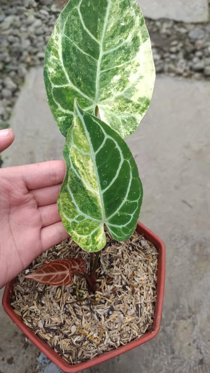 Anthurium Crystallinum Variegated – Live Premium Collector-Grade Velvet Crystal Anthurium (Real Picture Edition)