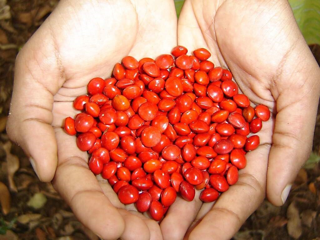 The Saga Tree ADENANTHERA PAVONINA Red Lucky Seeds Rare and Fresh Tropical