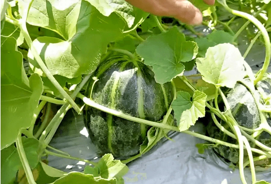 Cantaloupe Melon Blewah Seeds (Cucumis melo var. cantalupensis) – 1.000+ Premium Heirloom Sweet Indonesian Blewah / Cantaloupe Seeds