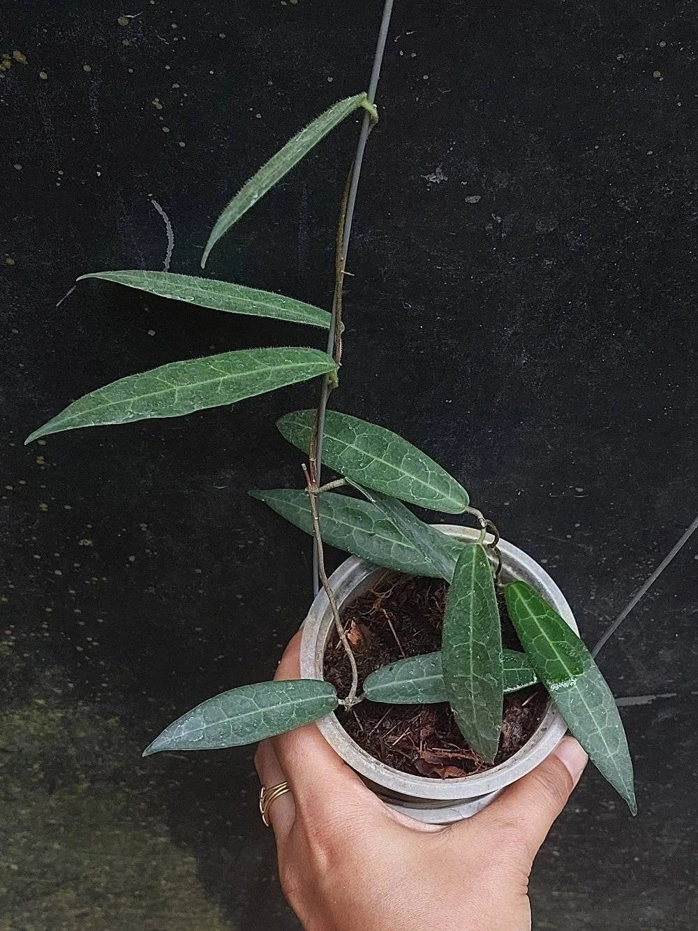 Hoya Hypolasia – Rare Tropical Indoor Outdoor Wax Plant Cutting / Starter Plant