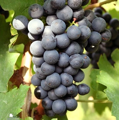 Lamberger Grape Seeds 100 pcs (Vitis vinifera) – Premium Certified Sweet Table & Wine Grape Vine Plant Seeds for Planting