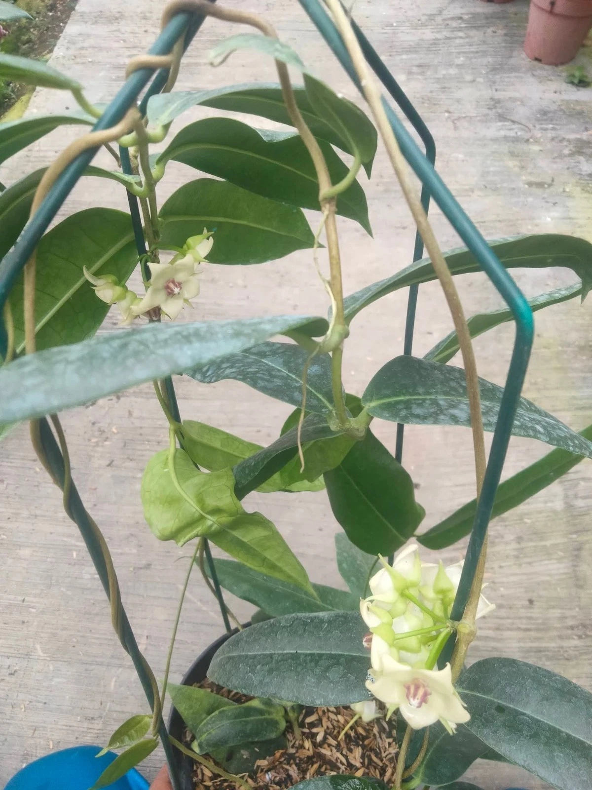 Hoya Surisana - Rare & Elegant Tropical Wax Plan