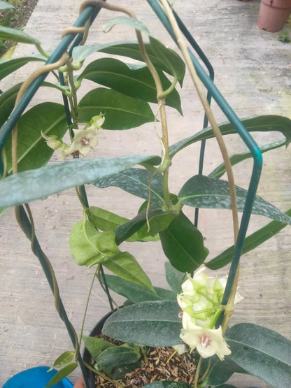Hoya Surisana - Rare & Elegant Tropical Wax Plan