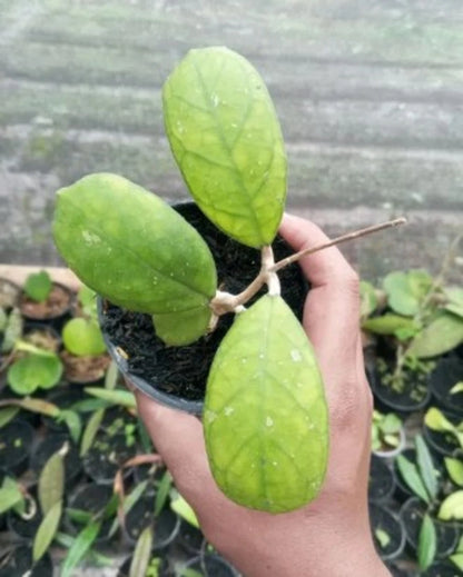 Hoya sp. Aceh – Rare Tropical Wax Vine