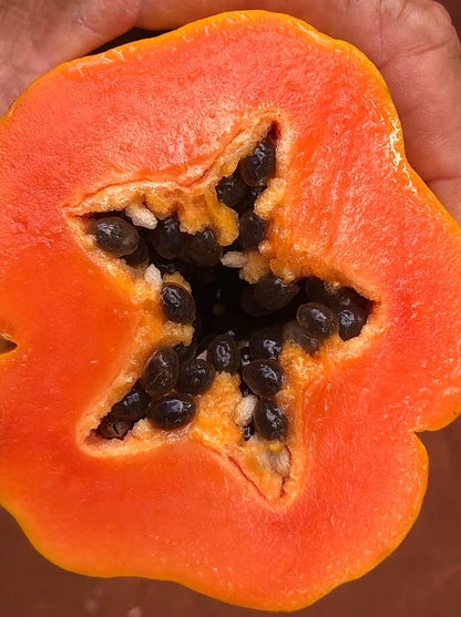 150+ Dwarf Red Lady Papaya Seeds | Carica papaya | Sweet Tropical Fruit Seeds | Fast Growing Papaya Tree