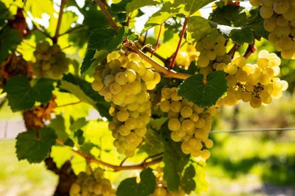 Chardonnay Grape Seeds 100+ (Vitis vinifera) – Fresh Heirloom Wine Grape & Exotic Vineyard Fruit Plant Seeds for Cultivation
