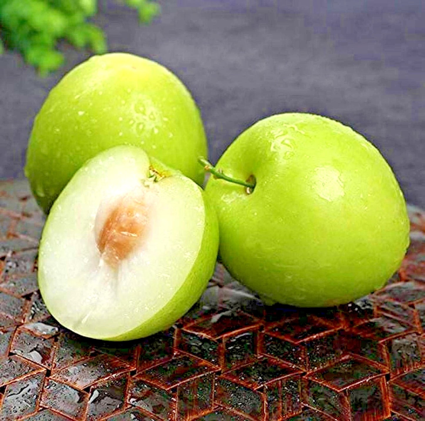 Big Green Jujube Putsa Apple Seeds 2,500+ (Ziziphus mauritiana) – Bulk Indian Plum & Sweet Tropical Fruit Tree Seeds for Orchard Cultivation