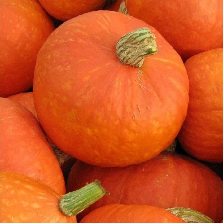 Orange Kabocha Squash Seeds (Cucurbita maxima) – 100++ Premium Heirloom Sunshine Kabocha / Sweet Japanese Pumpkin Seeds