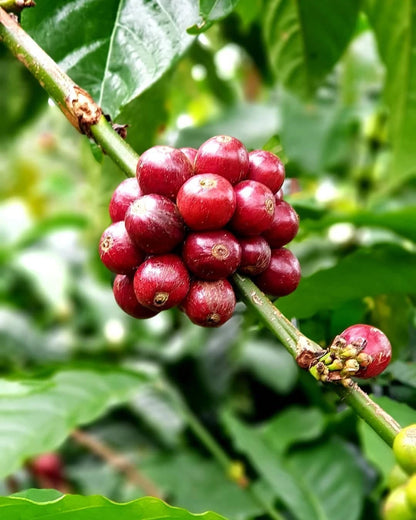 SL28 Coffee Seeds (Coffea arabica var. SL28) – Premium Certified High-Yield Kenyan Gourmet Arabica Coffee Bean Plant Seeds for Planting (2,000+ Pcs)