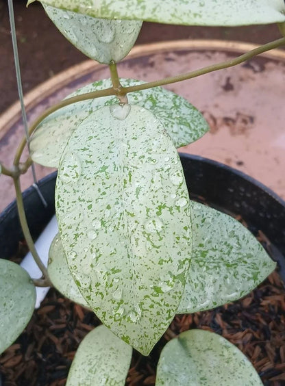 Rare Hoya sp. Warok Silver (Hoya sp. 'Warok Silver') – Stunning Silver Foliage Tropical Wax Plant Cutting / Rooted Node