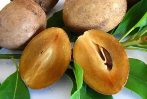 Premium Sapodilla Seeds var. Chiku Jantung (Manilkara zapota) – Chico Zapote Exotic Fruit Seeds for Planting (35 Pcs)