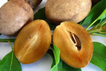 Premium Sapodilla Seeds var. Chiku Jantung (Manilkara zapota) – Chico Zapote Exotic Fruit Seeds for Planting (35 Pcs)