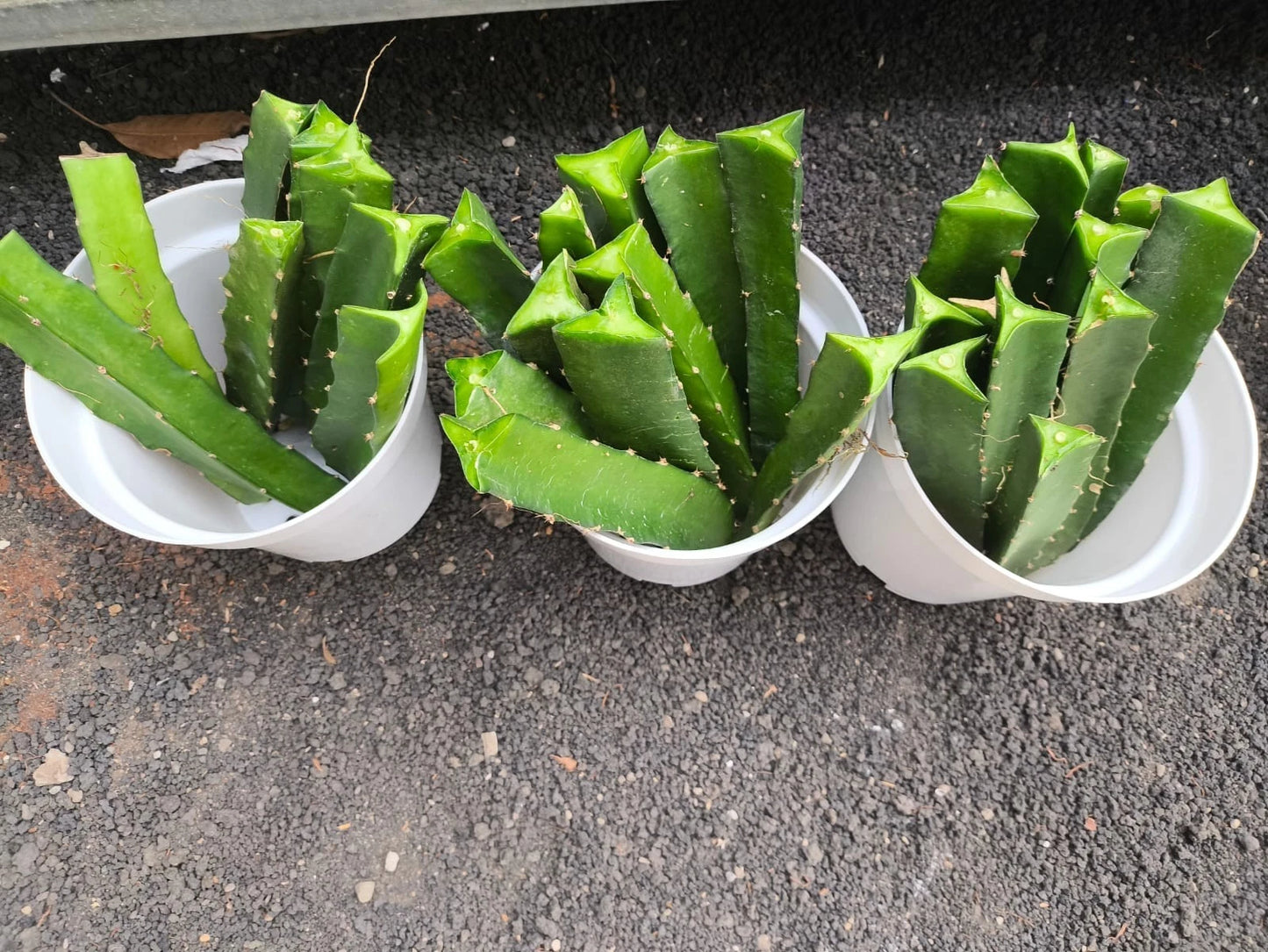 Fresh S8 Red Sugar Dragon Fruit Cuttings (Hylocereus sp. S8) – Premium Sweet Red Pitaya Cuttings for Planting (63+ Pcs)