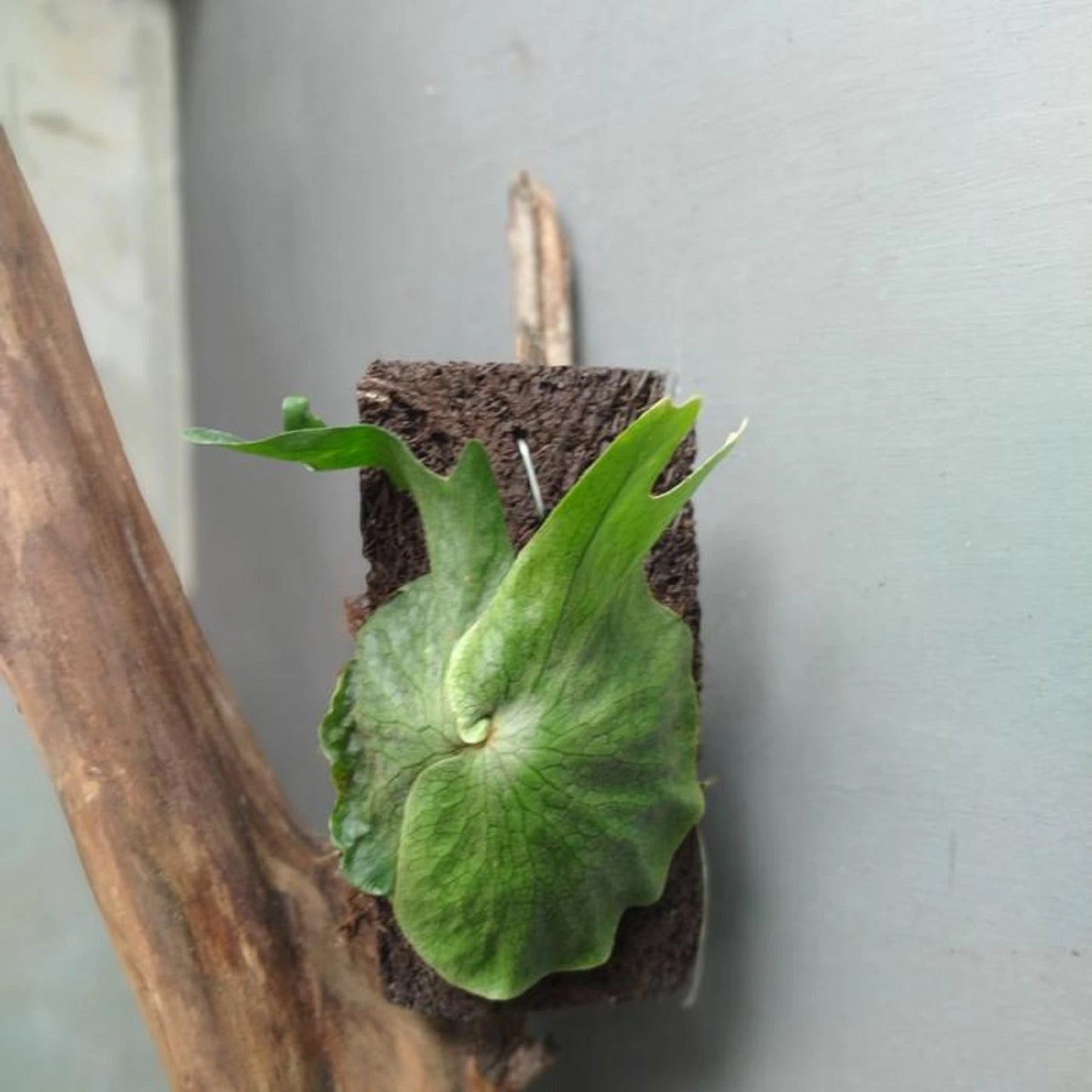 Platycerium superbum - Giant Staghorn Fern / Living Sculpture