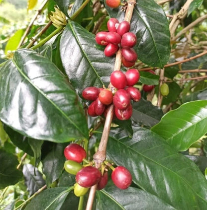 Long Berry Coffee Seeds (Coffea sp. / 120+ Premium Exotic Arabica-Type Coffee Bean Seeds) – Premium Botanical Specimen Plant Seeds for Planting