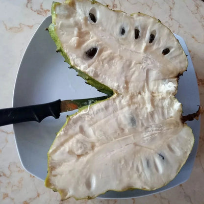 Mandalik Soursop Seeds (Annona muricata 'Mandalik') – Premium Giant Big Fruit Exotic Tropical Annona Fruit Tree Seeds for Planting (100 Pcs)