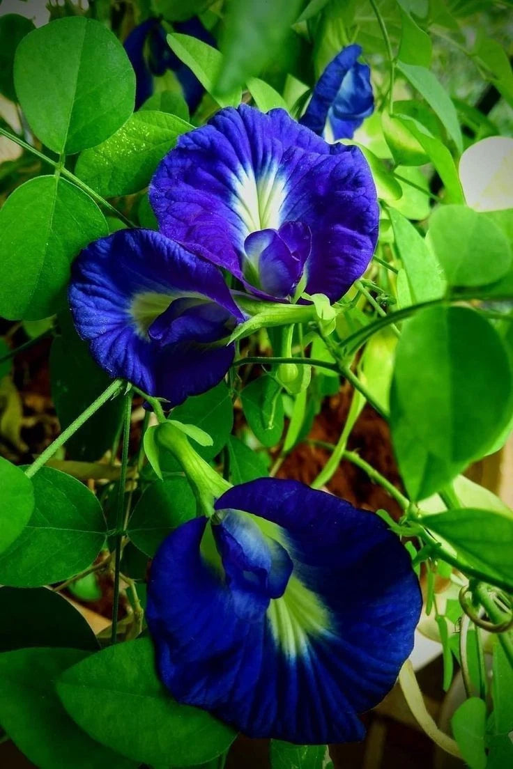Butterfly Pea Seeds (Clitoria ternatea) – 2.000++ Bulk Premium Blue Tea Seeds