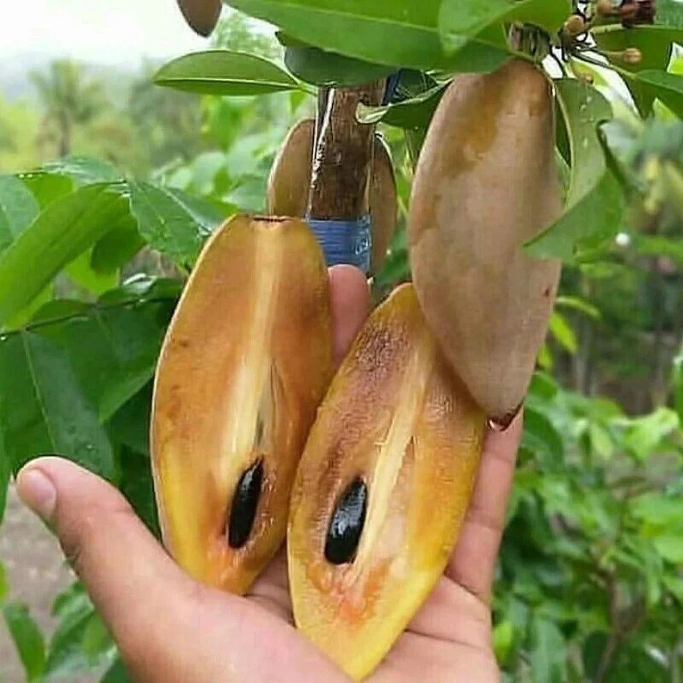 Premium Cucumber Mentimun Sapodilla Seeds (Manilkara zapota var. Mentimun) – Rare Exotic Long Chico Zapote Fruit Seeds for Planting (35+ Pcs)