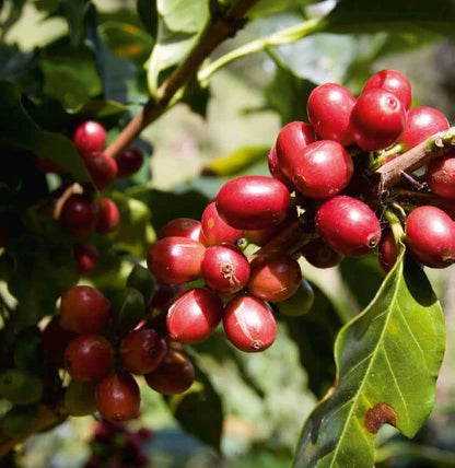 Jimma Coffee (Coffea sp.) – 120+ Premium Seeds