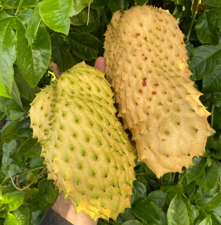 Golden Soursop Seeds (Annona muricata var. Golden) – Premium Sweet Graviola Custard Apple Tropical Fruit Tree Seeds for Planting (100 Pcs)
