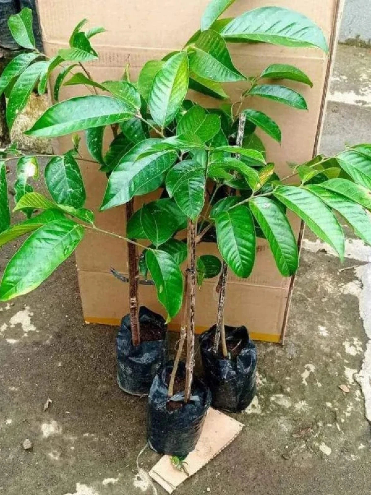 Grafted 'Dukong' Duku/Langsat Fruit Tree – Sweet Tropical Lansium domesticum
