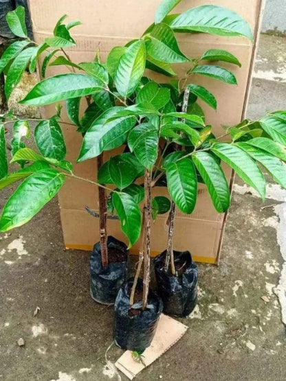Grafted 'Dukong' Duku/Langsat Fruit Tree – Sweet Tropical Lansium domesticum